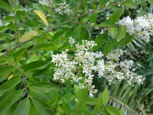 Ligustrum Sinense | Vivero Multiplant