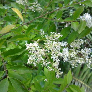 Ligustrum Sinense | Vivero Multiplant