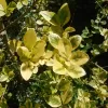 Ligustrum ovalifolium Aureum - Vivero Multiplant