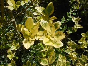 Ligustrum ovalifolium Aureum - Vivero Multiplant