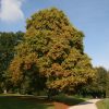 Liriodendron Tulipifera | Vivero Multiplant