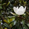 Magnolio Grandiflora | Vivero Multiplant
