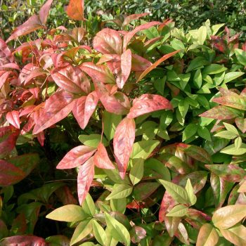 Nandina Domestica Vivero Multiplant