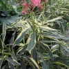 Nerium oleander Variegata - Vivero Multiplant
