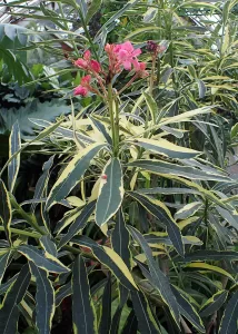 Nerium oleander Variegata - Vivero Multiplant