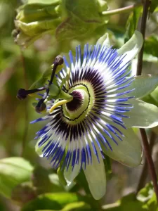 Pasiflora Común - Vivero Multiplant