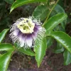Passiflora Edulis - Vivero Multiplant