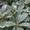 Pittosporum tobira Variegata - Vivero Multiplant