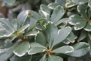 Pittosporum tobira Variegata - Vivero Multiplant