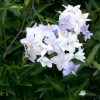 Solanum Jasminoides | Vivero Multiplant