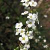 Spiraea thunbergii | Vivero Multiplant