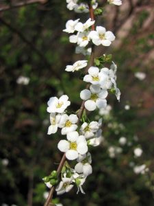 Spiraea thunbergii | Vivero Multiplant
