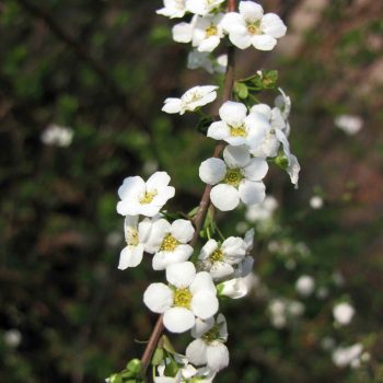 Spiraea thunbergii | Vivero Multiplant