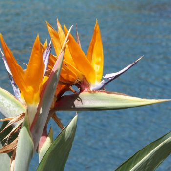 Strelitzia | Vivero Multiplant