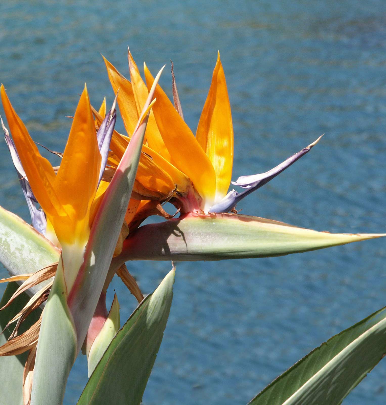 Strelitzia bol-60 | Vivero Multiplant