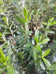 Verónica Brillantísima - Vivero Multiplant