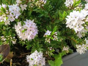 Verónica Postrata Vivero Multiplant