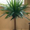 Yucca Elephantipes | Vivero Multiplant