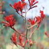 Anigozanthos | Viveros Multiplant