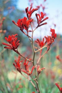 Anigozanthos | Viveros Multiplant