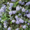 Ceanothus thyrsiflorus Repens - Vivero Multiplant