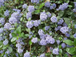 Ceanothus thyrsiflorus Repens - Vivero Multiplant