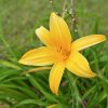 Hemerocallis | Vivero Multiplant