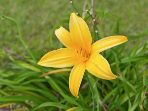 Hemerocallis | Vivero Multiplant