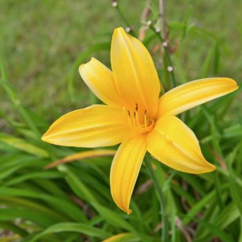 Hemerocallis | Vivero Multiplant