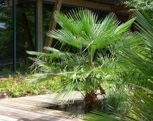 Trachycarpus fortunei Viveros Multiplant