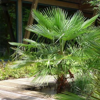 Trachycarpus fortunei Viveros Multiplant