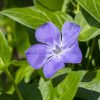 Vinca Minor Vivero Multiplant