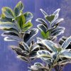 Evonimo Argentea | Euonymus japonicum argentea