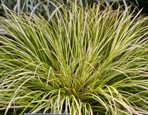 Acorus gramineus `Lemon´ Vivero Multiplant