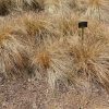 Carex Flagellifera Vivero Multiplant