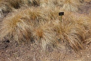 Carex Flagellifera Vivero Multiplant