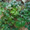 Cissus Rhombifolia Vivero Multiplant