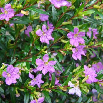 Cuphea Hyssopifolia | Vivero Multiplant