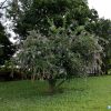 Duranta Erecta | Vivero Multiplant
