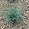 Festuca Glauca Vivero Multiplant