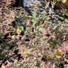 Hypericum Moserianum Tricolor Vivero Multiplant