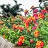 Lantana Arbustiva | Vivero Multiplant