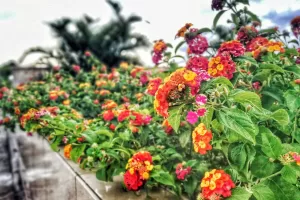 Lantana Arbustiva | Vivero Multiplant
