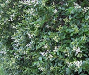 Ligustro Compacto Vivero Multiplant