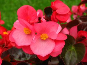 Porcelana Begonia semperflorens | Viveros Multiplant