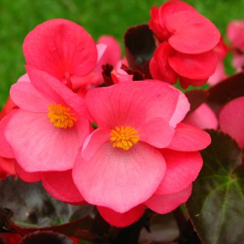 Porcelana Begonia semperflorens | Viveros Multiplant