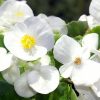 Porcelana Begonia semperflorens | Viveros Multiplant