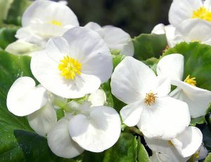 Porcelana Begonia semperflorens | Viveros Multiplant