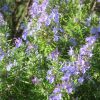 Rosmarinus Officinalis Prostratus Vivero Multiplant