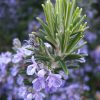 Rosmarinus Officinalis | Vivero Multiplant